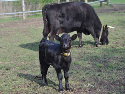 Bild 16 aus  Nutztier-Arche Hof Steindamm