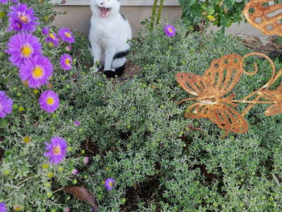 Bild 26 aus  Bauernhof Härtel