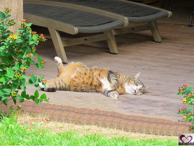 Bild 9 aus  „Hernis-Höfle“ Wohlfühlambiente im Elztal  5⭐️Sterneferien.