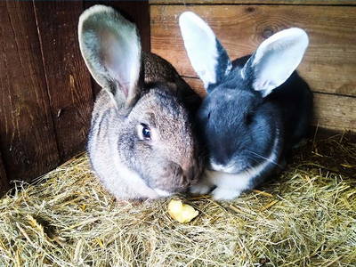 Bild 16 aus  Bauernhof Laave