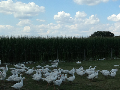 Bild 24 aus  Bauerngut Schiefelbusch