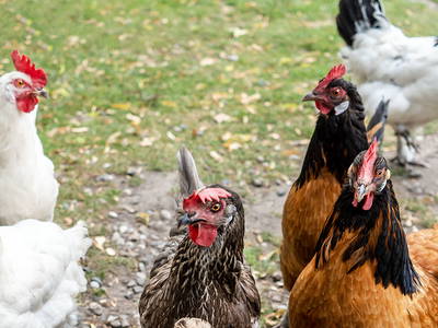 Bild 38 aus  LandSelection Gut Gaarz