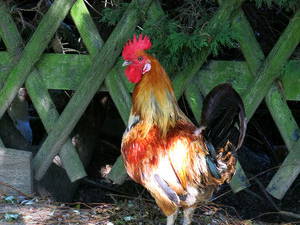 Bild 19 aus  Maison Cheval Blanc