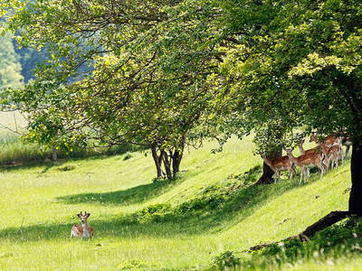 Bild 19 aus  Ferienhof Weltenburg