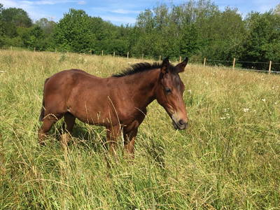 Bild 16 aus  Lautersheimer Gutshof