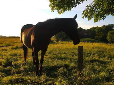 Bild 19 aus  Heverhus