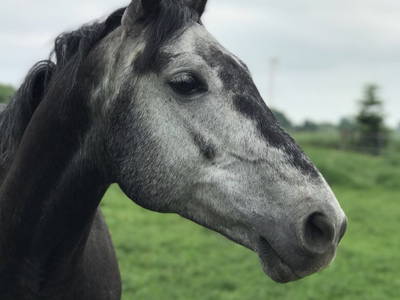 Bild 10 aus  Nübbelhof