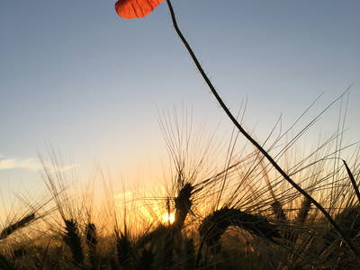 Bild 33 aus  Traumhafte Ferienwohnung am Wittenberghof