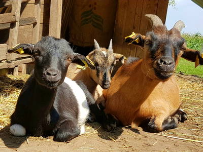 Bild 18 aus  Hofbauer - Ihr Urlaubsbauernhof am Chiemsee