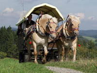 Bild 10 aus  Gasthof zum Grünen Baum
