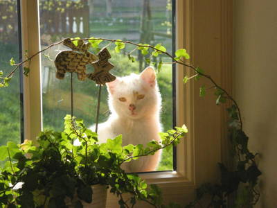 Bild 20 aus  Barmbichlhof