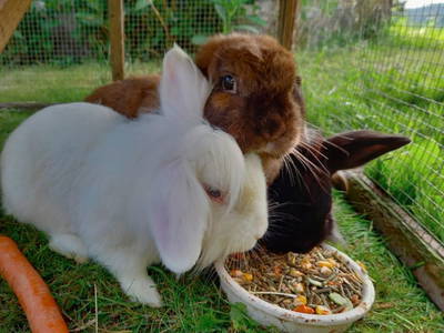 Bild 18 aus  Ferienhof Irlmühl