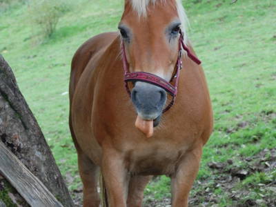 Bild 21 aus  Ferienhof  am Hennesee