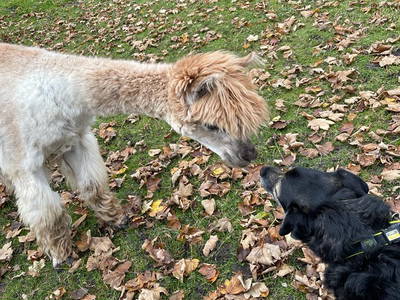 Bild 12 aus  WindWeiteWattenmeer Ferien in Tossens
