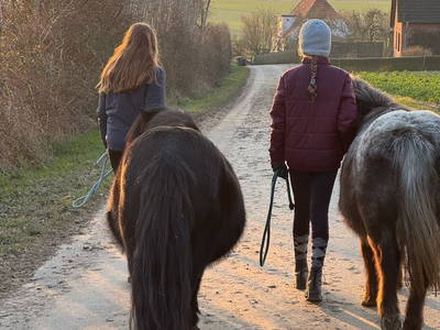 Bild 52 aus  Ferienhof Sell Bauernhofurlaub Ostsee Ponys