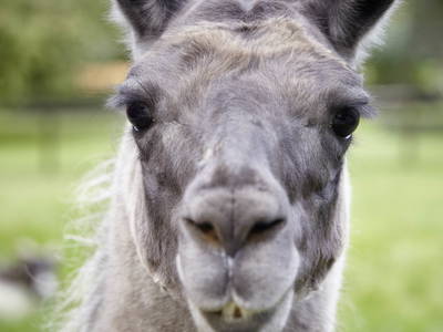 Bild 15 aus  LandSelection Ferienhof Friedrichsthal