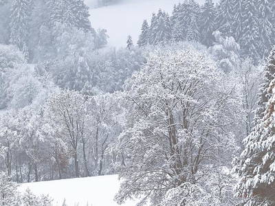 Bild 50 aus  Paulas Bauernhof im Bayerischen Wald