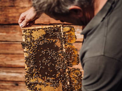 Bild 38 aus  Martenhof