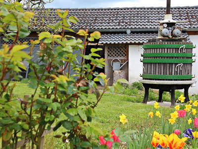 Bild 9 aus  Ferienweingut Willems, Maria Willems