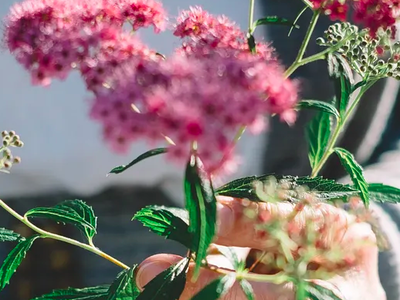 Bild 8 aus  Ferienhof Wellendorf