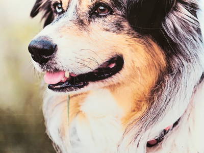 Bild 25 aus  Dürrenhof