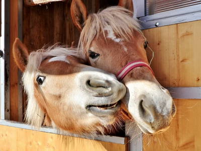 Bild 22 aus  Augustinerhof