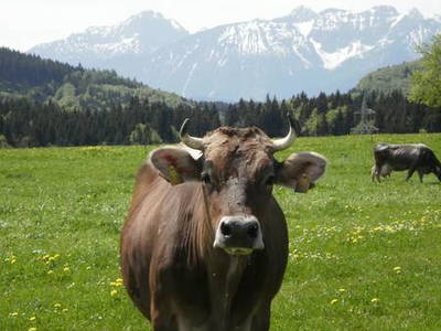 Bild 4 aus  Hummelhof