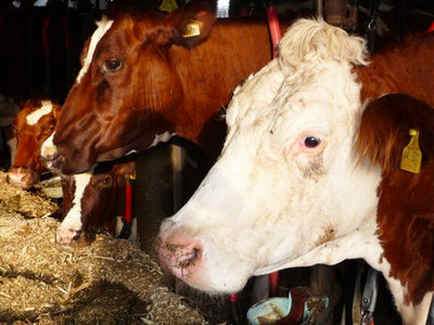 Bild 22 aus  Ferienhof Dingeldey