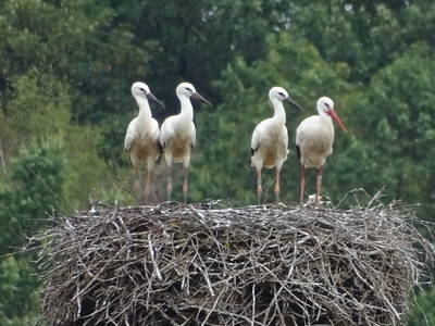 Bild 30 aus  Gut Sommereichen