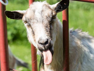 Bild 27 aus  Ferienhof Stegen