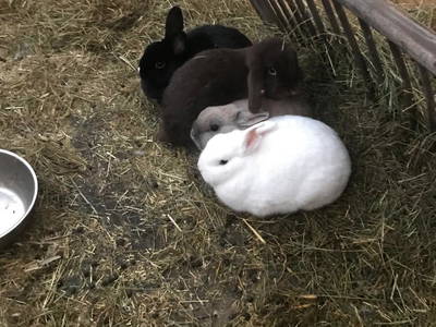 Bild 30 aus  Familienparadies Oberhasenberghof