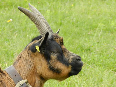 Bild 12 aus  Lärchhof