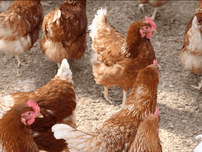 Bild 27 aus  Bauernhof Krebs