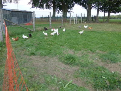 Hühner mit Hahn im Außengehege