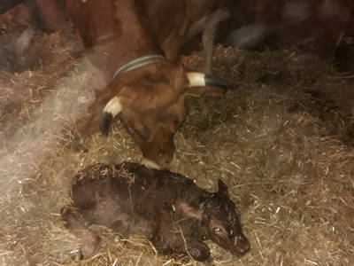 Bild 21 aus  Bichlerhof