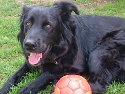 Bild 14 aus  Bauernhof Kieslinger