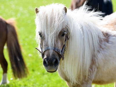 Bild 5 aus  Ferienhof  Wendt