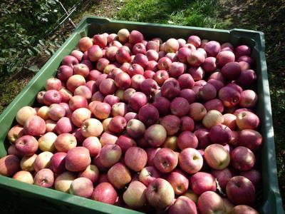 Bild 18 aus  Stettnerhof