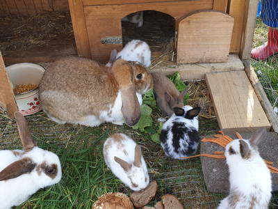 Bild 15 aus  Mojer Hof