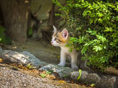 Bild 23 aus  Untersüßgut & Almidylle