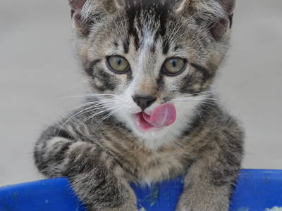 Bild 32 aus  Allgäu Bergferienhof