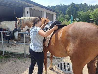 Nach dem Reiten durch den Wald, muss alles wieder aufgeräumt werden