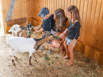 Bild 8 aus  "Forellen - Reiterhof" 5 Sterne Hof direkt am See