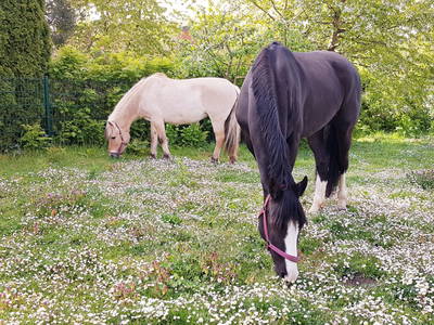 Bild 13 aus  Ferienhof Kruse