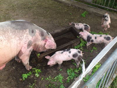 Bild 28 aus  Ferienhof Haselheide