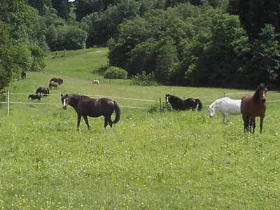 Bild 6 aus  Bichlerhof