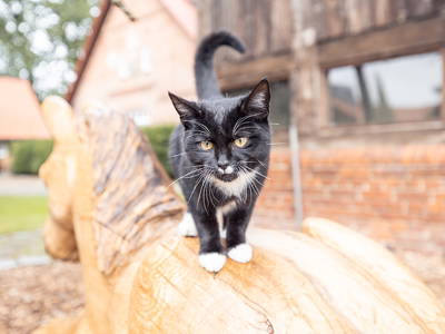 Bild 11 aus  Ramakers Hof