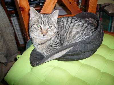 Bild 23 aus  Schneidmühle