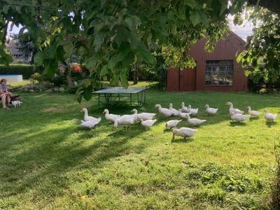 Bild 4 aus  Ferienhof Tillich - Erholsamer Landurlaub nahe dem Spreewald