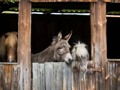 Bild 5 aus  Pension Eichenhof , Räderloh